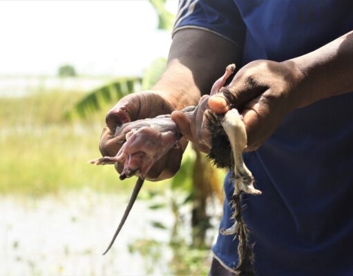 Moçambicanos caçam ratos para c0mer. confira… Moçambicanos caçam ratos